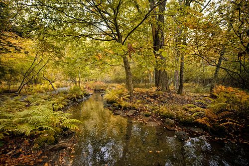 Arcadia N.P. Amerika