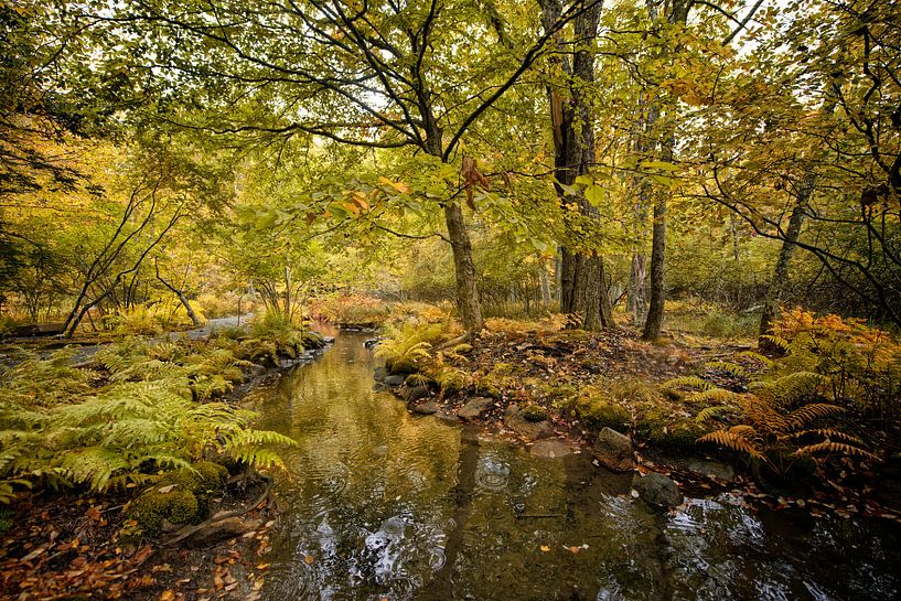 Arcadia N.P. Amerika von Tilly Meijer