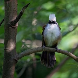 Eine Krähe des Weißhaubenspechts in Singapur