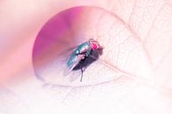 Fliege von Dagmar Marina Miniaturansicht