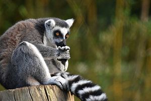 Ringelschwanzlemur (Lemur catta) von Rini Kools