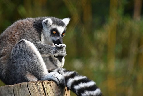 Favorite animals: Ring-tailed lemur (Lemur catta)