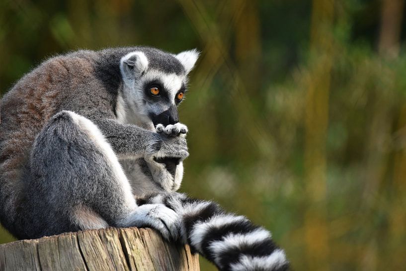 Lémurien à queue ronde (Lemur catta) par Rini Kools
