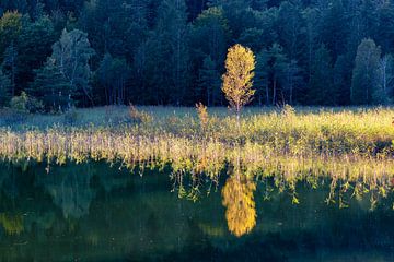 Schwansee in autumn by Walter G. Allgöwer