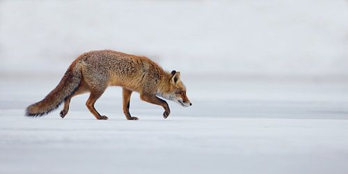 Red fox by Menno Schaefer
