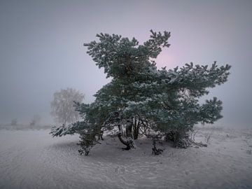 Winterwunderland in Ermelo von Eddy Westdijk