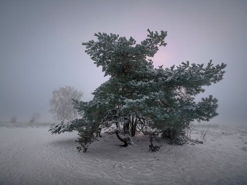 Winterwunderland in Ermelo von Eddy Westdijk