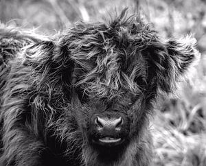 Veau d'un Highlander écossais sur Carla van Zomeren