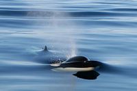 Killer whale breaking the surface to breathe