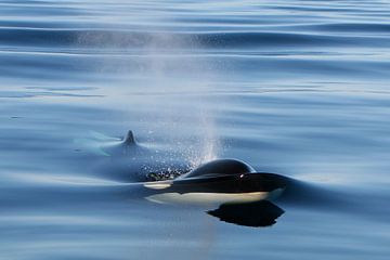 Killer whale breaking the surface to breathe by Marjoleine Roos