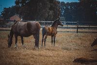 Moeder en haar jonge veulen