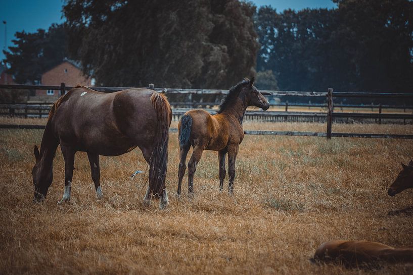 Moeder en haar jonge veulen von Fotografie Julie VdB