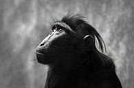Portrait d'un macaque à crête (ce singe appartient à l'espèce des babouins) par Chihong Aperçu