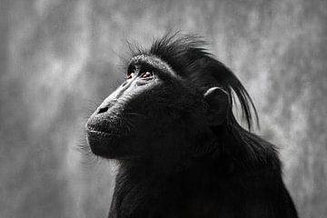 Portret van een Kuifmakaak (deze aap behoort tot de baviaan soort)) van Chihong