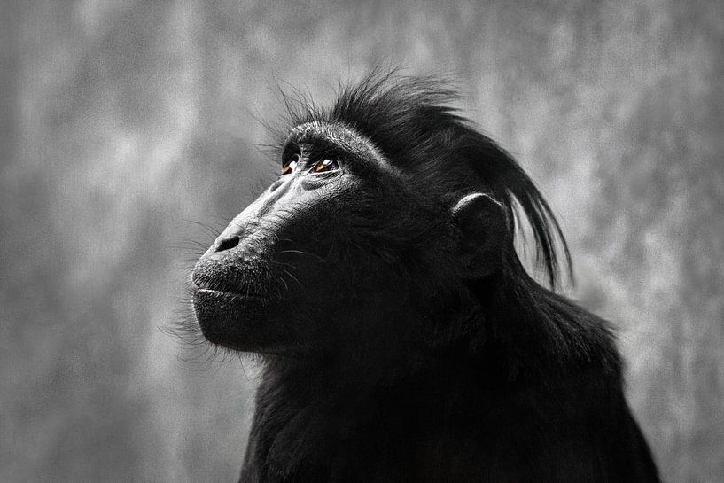 Portrait d'un macaque à crête (ce singe appartient à l'espèce des babouins) par Chihong