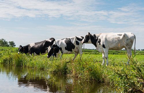 three cows in the field