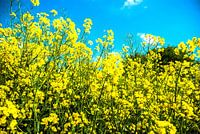 Yellow 2