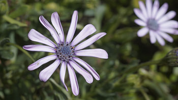 fleurs de lilas