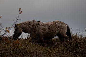 Dünenbewohner: das Konik-Pferd von Sebastian Stef