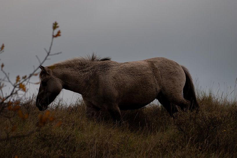 Dünenbewohner: das Konik-Pferd von Sebastian Stef