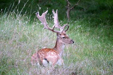 Proud Deer ( Col. 2014 )  by Jan van Bruggen