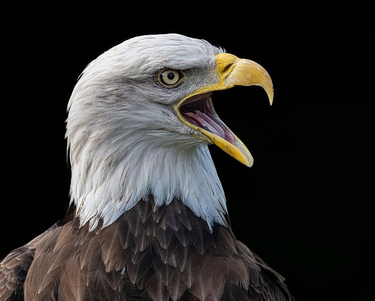 Duke the bald eagle by Lies Bakker