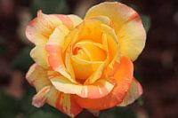 de gouden bloem