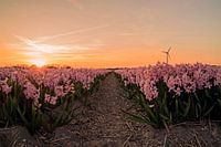 Hyacinthes en Breezand