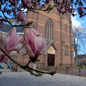 Kerk Mariaheide met magnolia van Mieke van Helvoirt