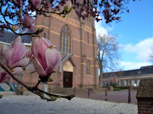 Mariaheide church with magnolia