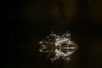 Alligator