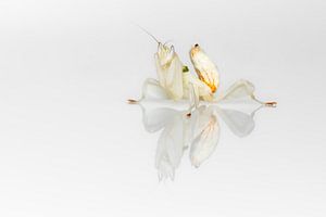 Eine Orchideen Gottesanbeterin