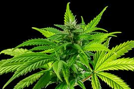 Green Cannabis Plant by Achim Prill