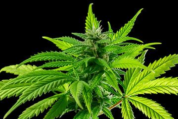 Groene Cannabis Plant van Achim Prill