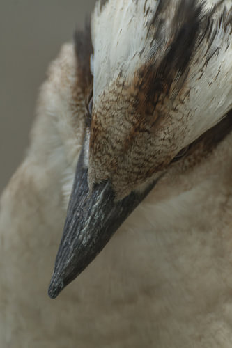 Close-up portrait of Laughing Hans