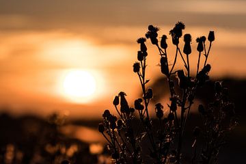 Natuur in Rottum van Jouke Wijnstra Fotografie