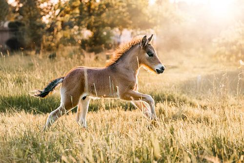Veulen Dartelt door Gouden Gras in de Ochtendzon