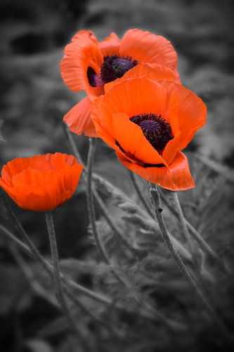 Poppies