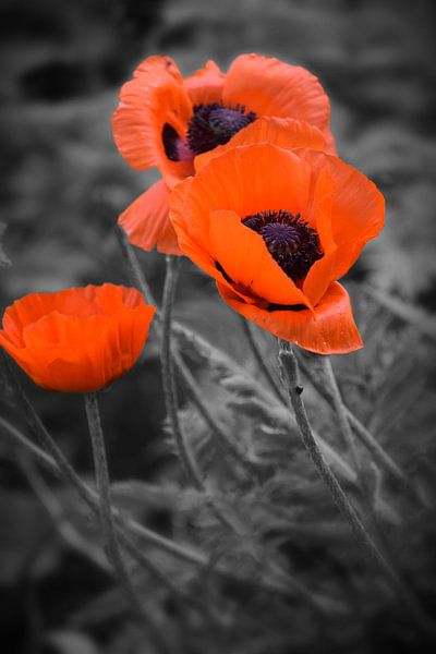 Poppies van Angela R.