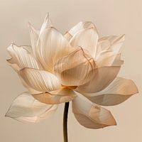 Close-up of a Lotus flower