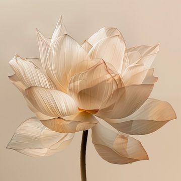 Close up van een Lotusbloem van Koffie Zwart