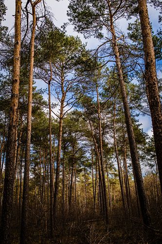 Vertical view of the forest on nature reserve the Veluwe