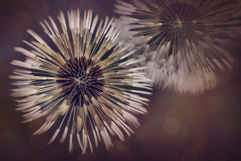 Pissenlits avec bokeh par kiekjes & kunst