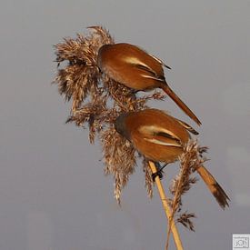 Johan Nys Profile picture