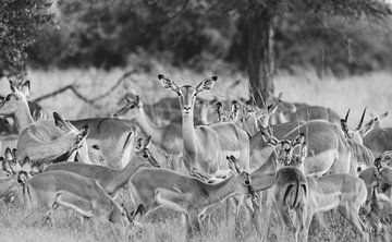 Gruppe von Impalas in Schwarz-Weiß | Reisefotografie | Südafrika von Sanne Dost