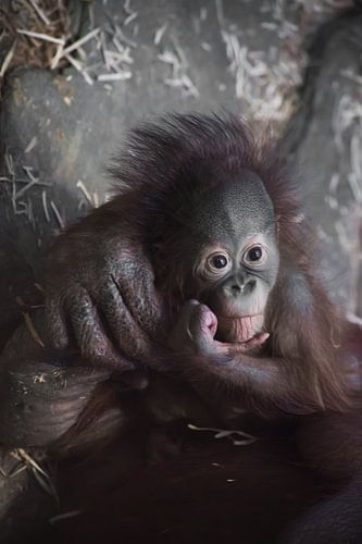 Pensief en een beetje verdrietig kijkend naar de baby. Een schattige kleine borst orang-oetan baby e
