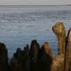 Moddergat, Waddenzee von Taco Ruiten