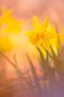 Lente komt