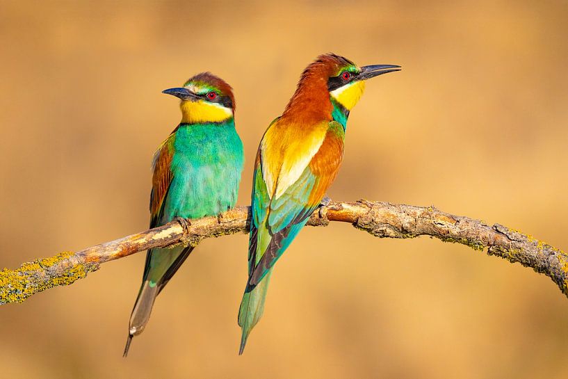 Bee-eater, Merops apiaster by Gert Hilbink