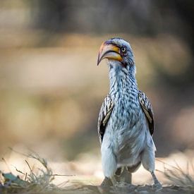 Toktok von Tom Zwerver